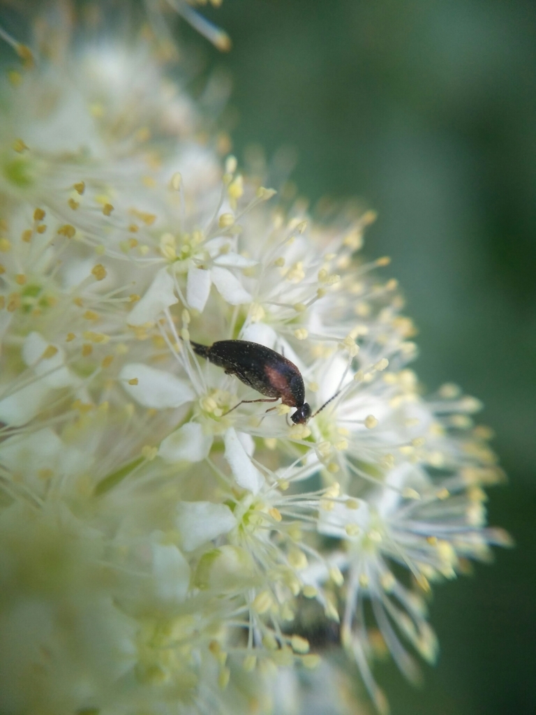 Mordellistena humeralis