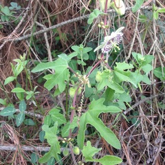 Passiflora exsudans