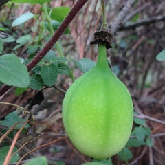 Passiflora exsudans