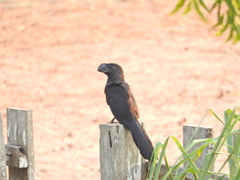Crotophaga ani