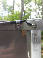 Halysidota tessellaris