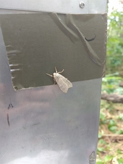 Halysidota tessellaris