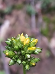 Hypericum montanum