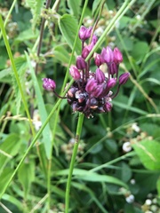Allium