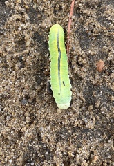 Cimbex femoratus