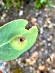 Exobasidium arctostaphyli