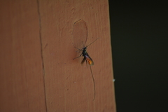 Atanycolus longicauda