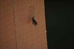 Atanycolus longicauda