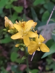 Hypericum montanum