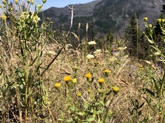 Erigeron inornatus