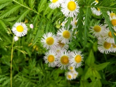 Erigeron philadelphicus philadelphicus