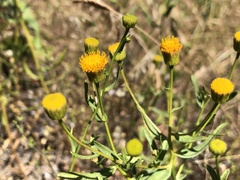 Erigeron inornatus