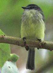 Phyllomyias griseiceps