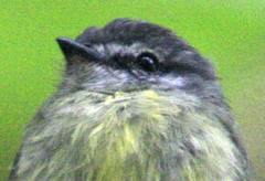 Phyllomyias griseiceps