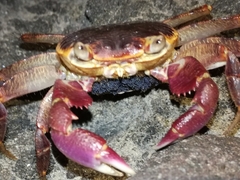 Geograpsus grayi