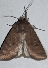 Hoplodrina octogenaria