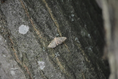 Blepharomastix ranalis