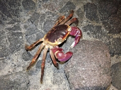 Geograpsus grayi