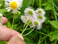 Erigeron philadelphicus philadelphicus