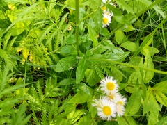 Erigeron philadelphicus philadelphicus