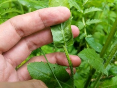 Erigeron philadelphicus philadelphicus