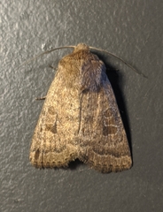 Hoplodrina octogenaria