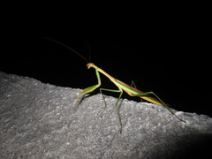 Tenodera aridifolia
