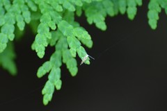 Argyresthia canadensis