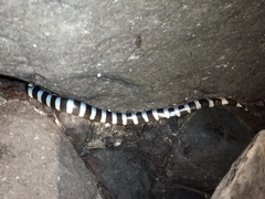 Laticauda laticaudata