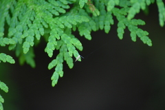 Argyresthia canadensis
