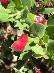 Exobasidium arctostaphyli