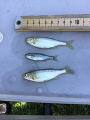 Richardsonius balteatus