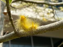 Calliteara horsfieldii