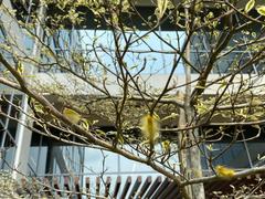 Calliteara horsfieldii