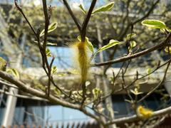 Calliteara horsfieldii