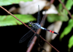Agrionoptera sexlineata