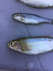 Richardsonius balteatus