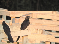 Crotophaga ani