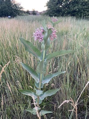 Asclepias speciosa