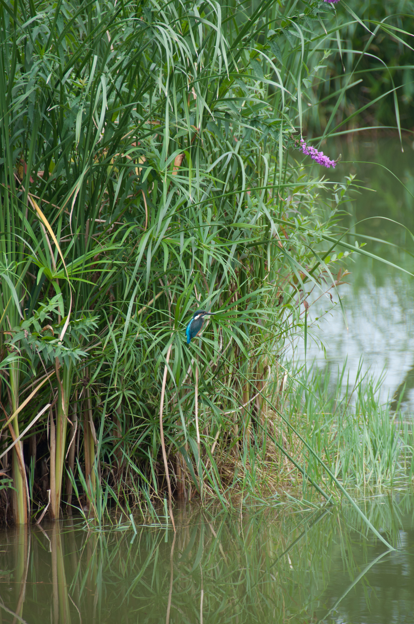 Common Kingfisher