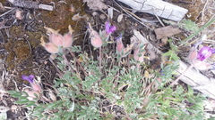 Oxytropis multiceps