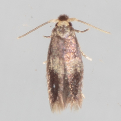 Stigmella nigriverticella