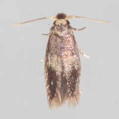 Stigmella nigriverticella