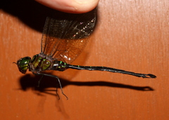 Oligoaeschna foliacea