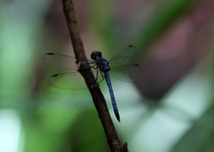 Tyriobapta kuekenthali