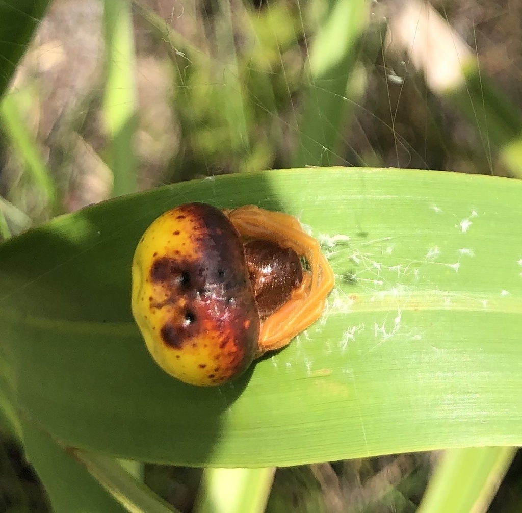 Mastophora satsuma