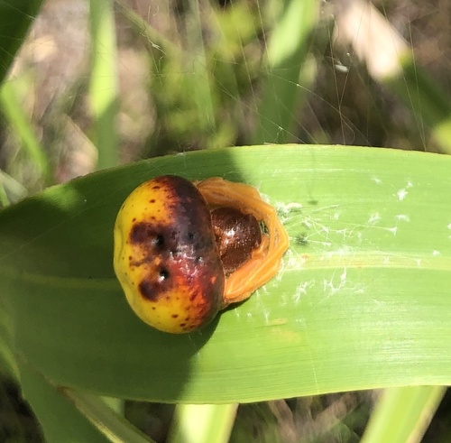 Mastophora satsuma