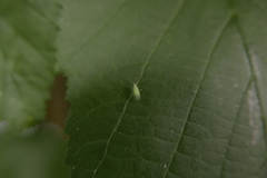 Malacocoris chlorizans