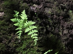 Cystopteris bulbifera