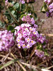 Lippia rotundifolia